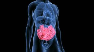 Der menschliche Dünndarm