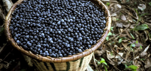 Mit der Acai Beere abnehmen