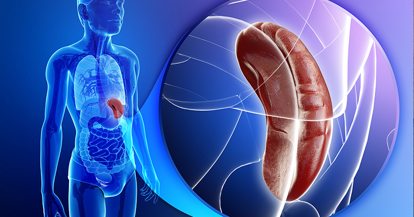 Die Milz – eine Putzfrau fürs Blut