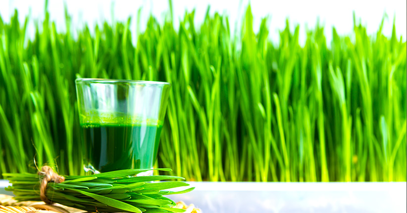 Weizengras – wirksam mit Vitalstoffen