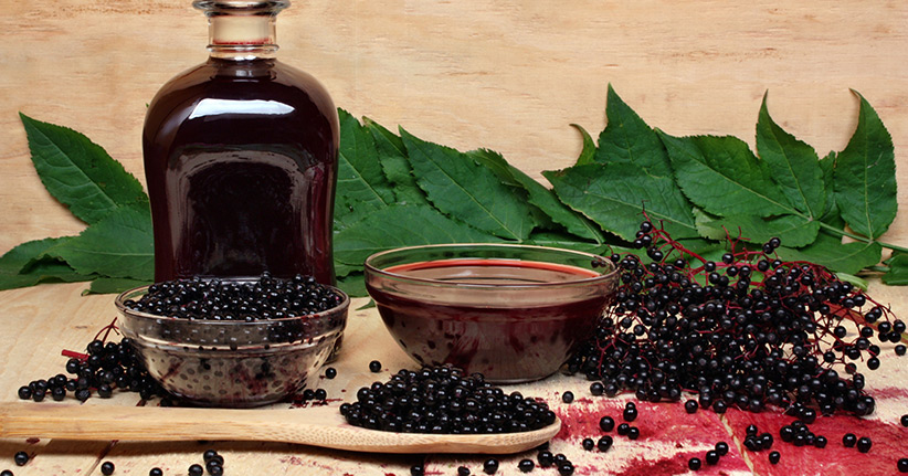 Holunder (Holler) – der Allrounder unter den Heilpflanzen