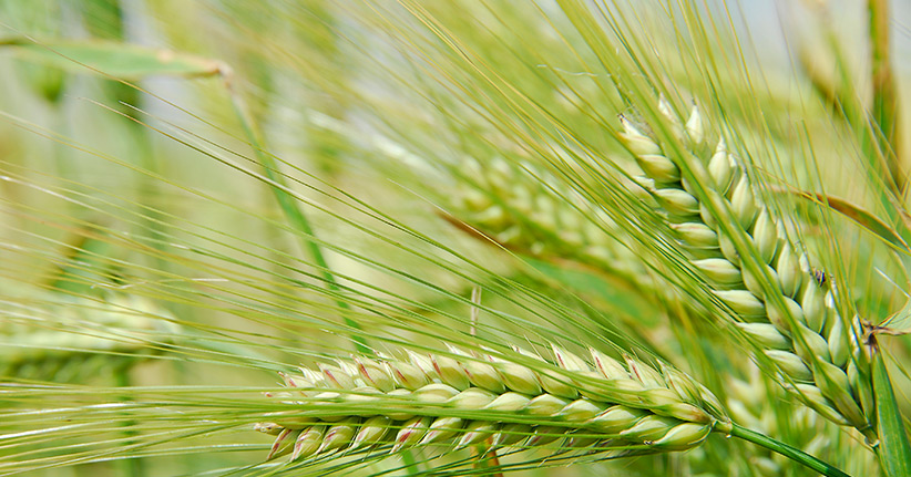 Gerste – ein altes Getreide wird neu entdeckt