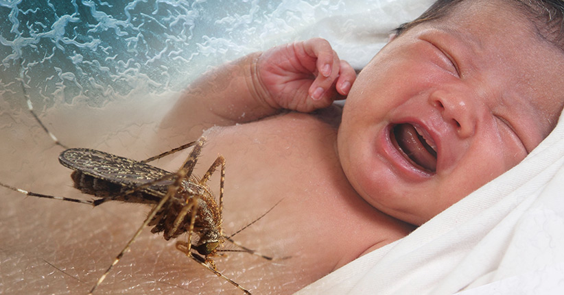 Zika-Virus greift auch Babygehirn an