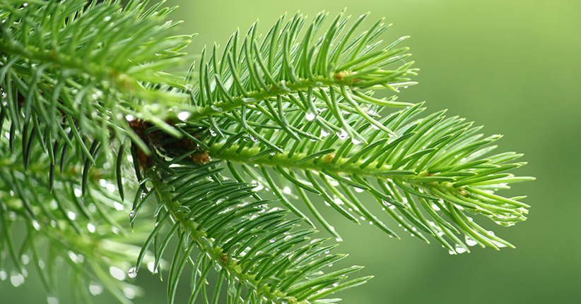 Der neuste Ernährungstrend – Tannennadeln im Salat