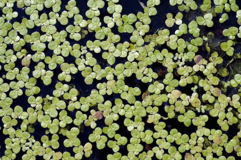 Entengrütze – neue Proteinquelle für den Menschen?