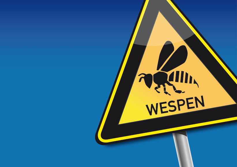 Wespenstich – so behandeln Sie ihn richtig