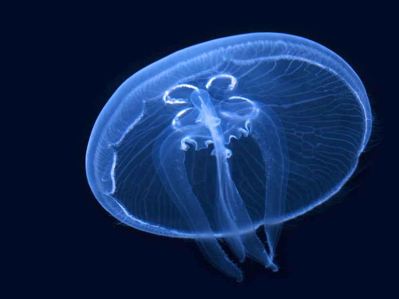 Quallen-Stich mit Notfall-Set behandeln